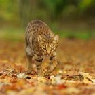 Ocicat on a serious mission 