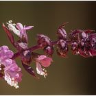 Ocimum basilicum