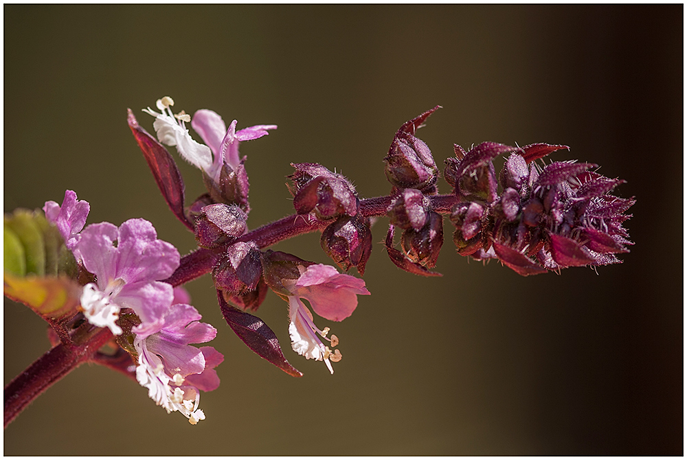 Ocimum basilicum