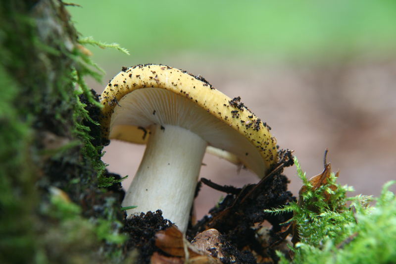 Ocker-Täubling, Zitronen-Täubling