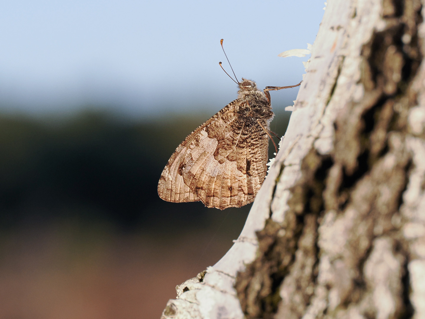 Ockerbindiger Samtfalter ( hipparchia semel )