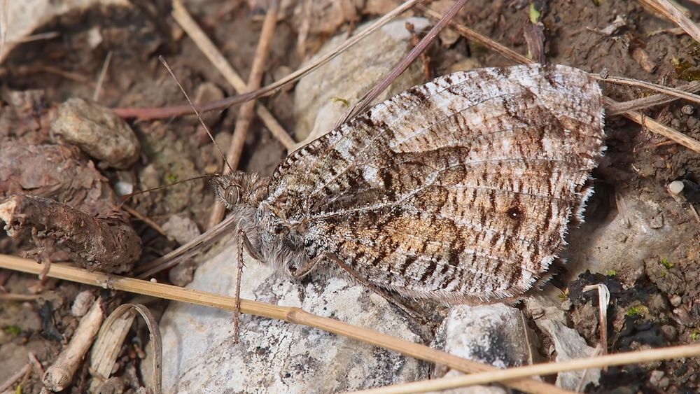 Ockerbindiger Samtfalter (Hipparchia semele)