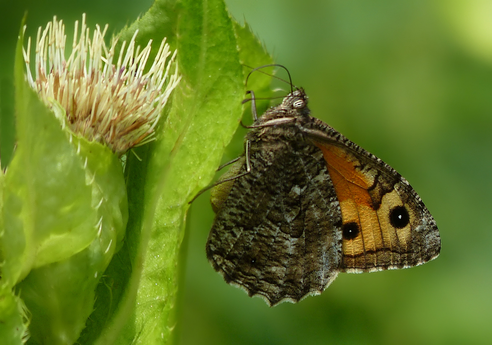 Ockerbindiger Samtfalter (Hipparchia semele)