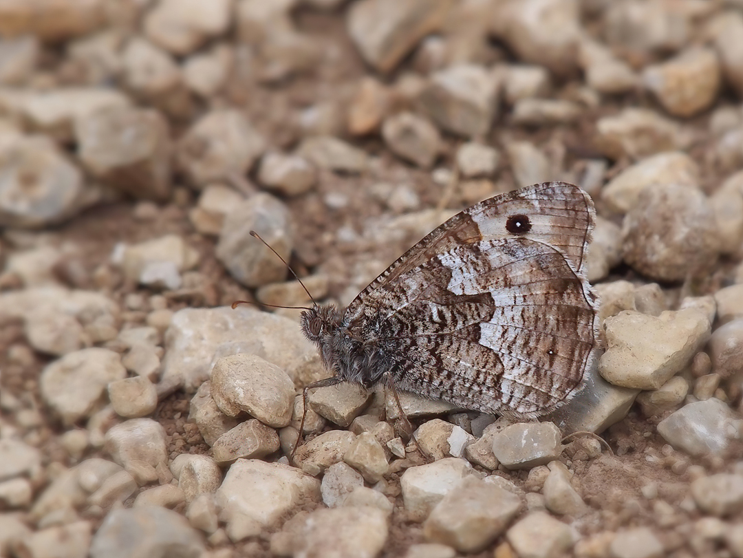 Ockerbindiger Samtfalter (Hipparchia semele)