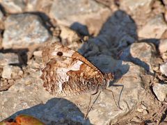 Ockerbindiger Samtfalter (Hipparchia semele), auch Rostbinde 