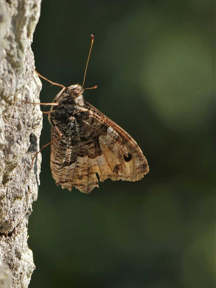 Ockerbindiger Samtfalter (Hipparchia semele)