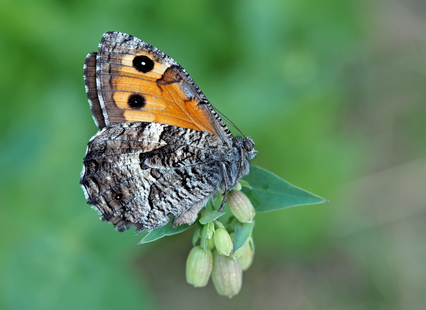 Ockerbindiger Samtfalter (Hipparchia semele) * - L'Agreste...