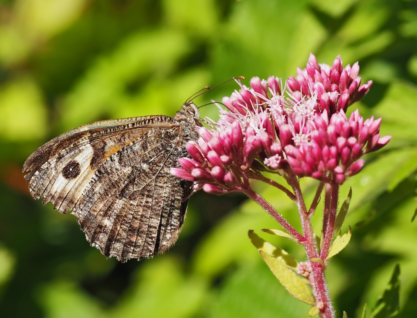 Ockerbindiger Samtfalter, Rostbinde (Hipparchia semele) *