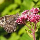 Ockerbindiger Samtfalter, Rostbinde (Hipparchia semele) *