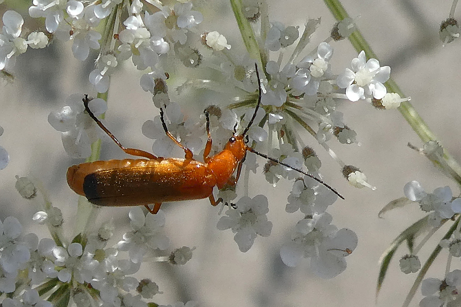 Ockerbrauner Weichkäfer