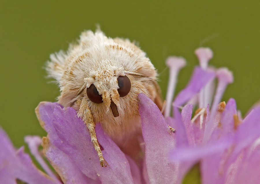 Ockerfarbene Queckeneule