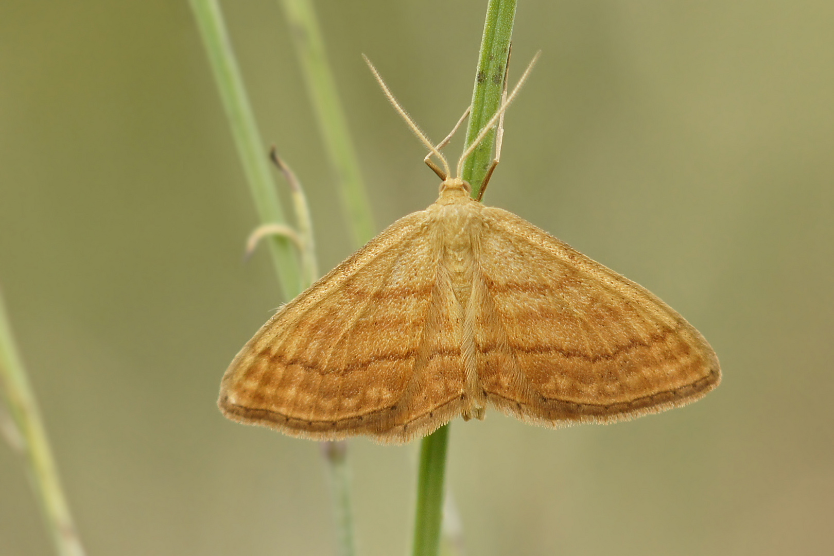 Ockerfarbiger Steppenheiden-Zwergspanner (Idaea ochrata)