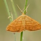 Ockerfarbiger Steppenheiden-Zwergspanner (Idaea ochrata)