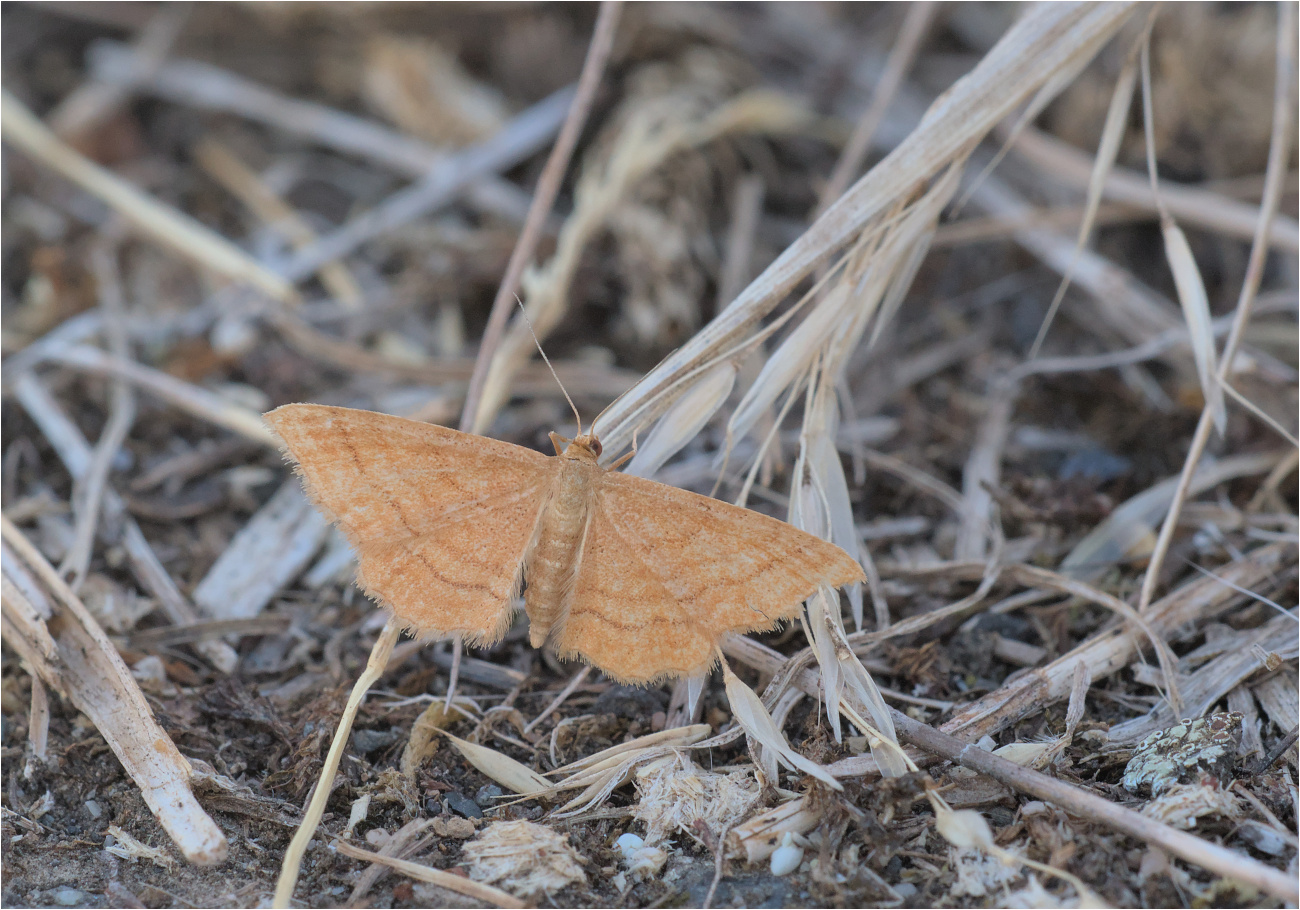 Ockerfarbiger Steppenheiden-Zwergspanner (Idaea ochrata)