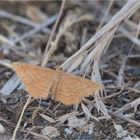 Ockerfarbiger Steppenheiden-Zwergspanner (Idaea ochrata)