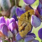 Ockergelbe Blattspanner (Camptogramma bilineata)