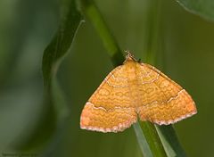 Ockergelber Blattspanner