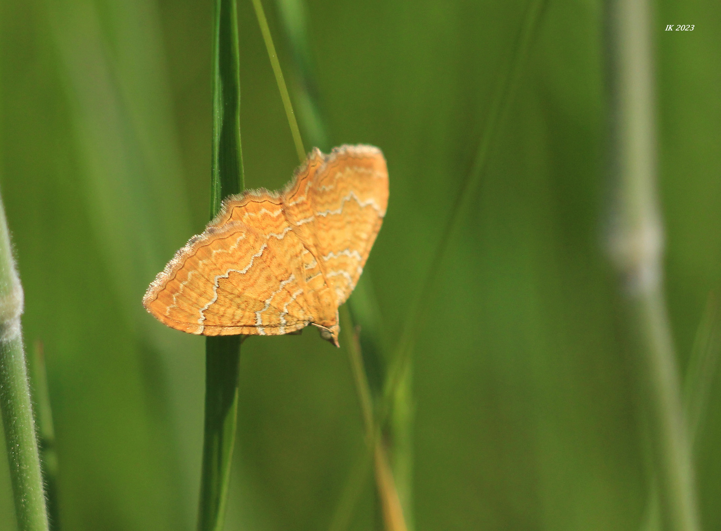 Ockergelber Blattspanner Foto & Bild tiere, wildlife, schmetterlinge