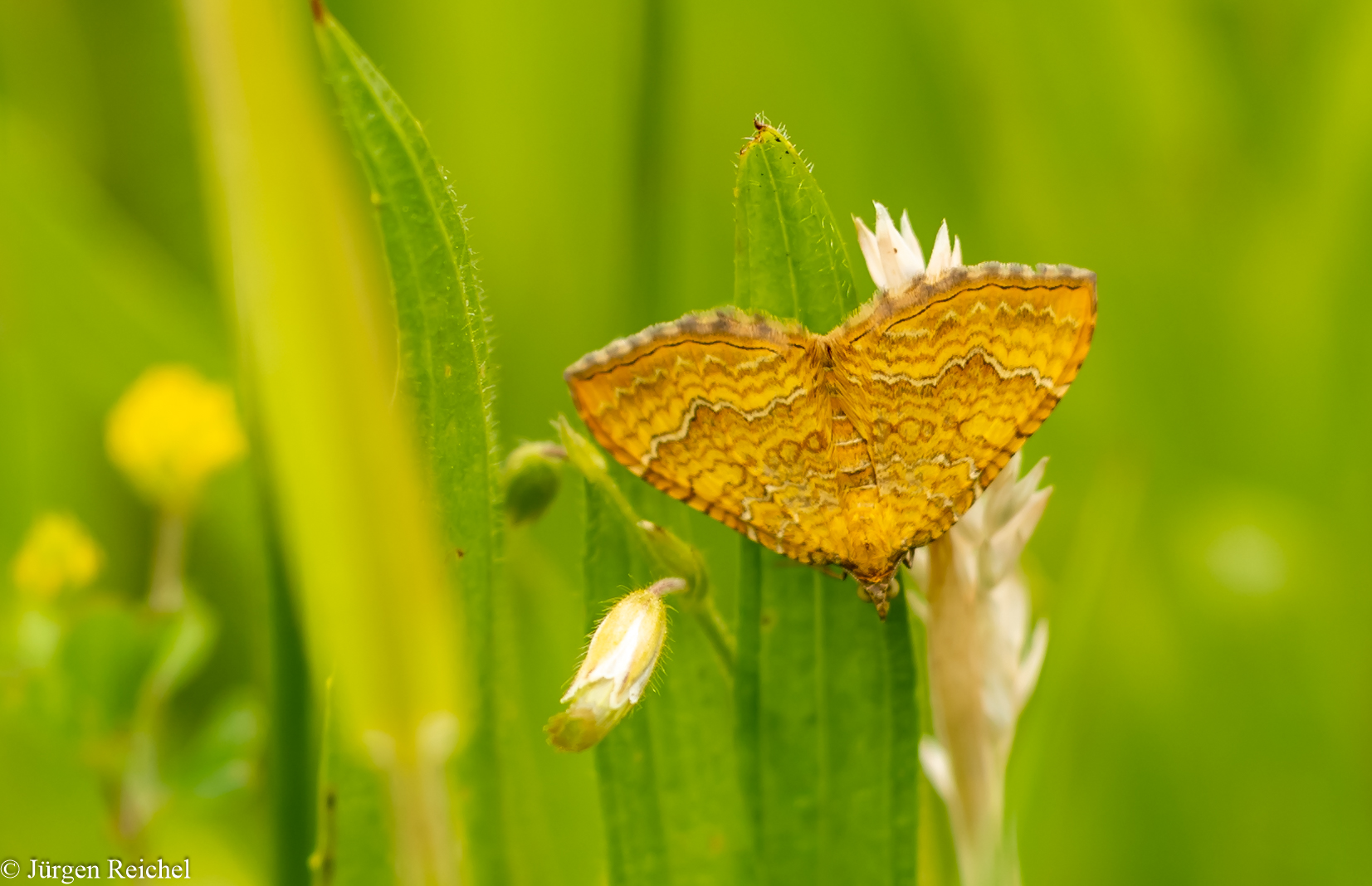 Ockergelber Blattspanner ( Camptogramma bilineata  )  01.06. HM