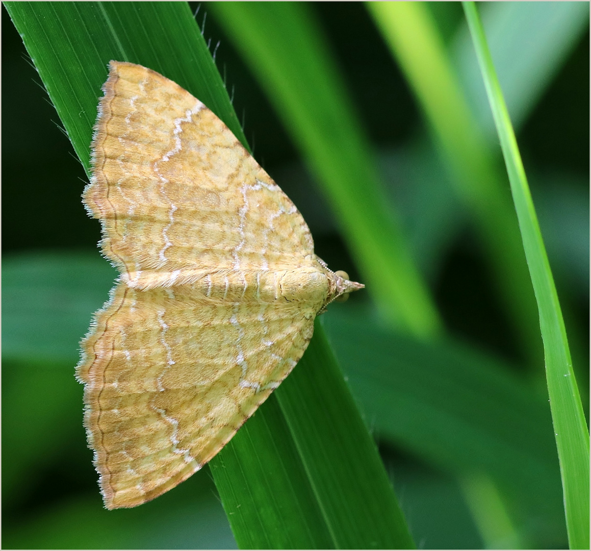 Ockergelber Blattspanner (Camptogramma bilineata).