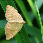 Ockergelber Blattspanner (Camptogramma bilineata).