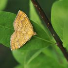 Ockergelber Blattspanner, (Camptogramma bilineata)