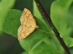 Ockergelber Blattspanner, (Camptogramma bilineata)