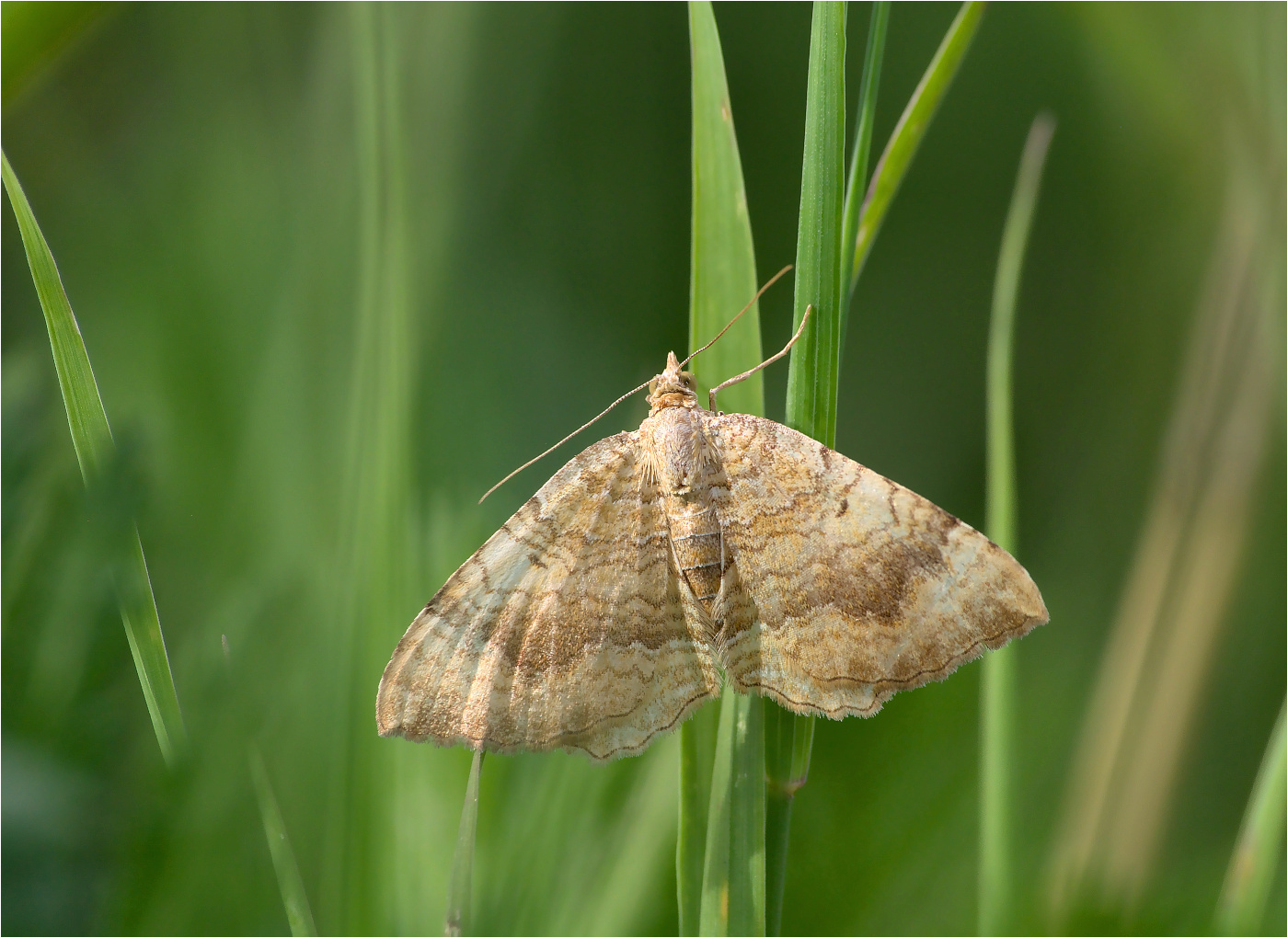 Ockergelber Blattspanner (Camptogramma bilineata)