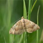 Ockergelber Blattspanner (Camptogramma bilineata)