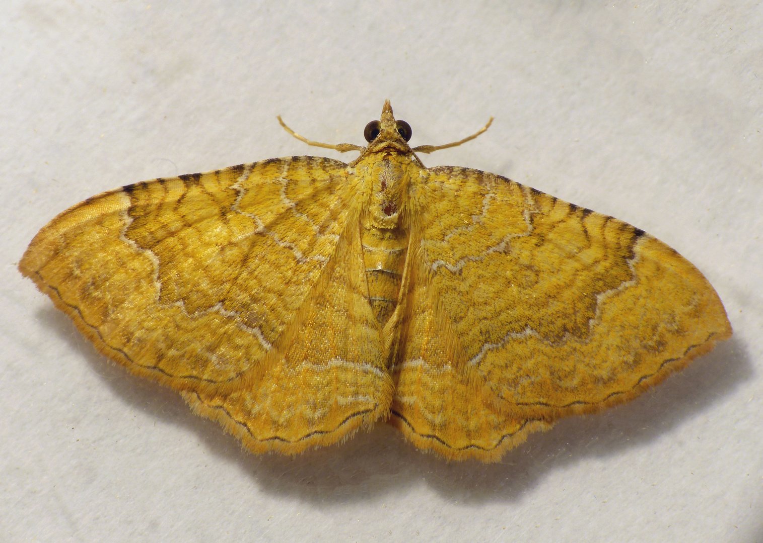 Ockergelber Blattspanner (Camptogramma bilineata)