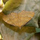 Ockergelber Blattspanner (Camptogramma bilineata)