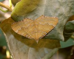 Ockergelber Blattspanner (Camptogramma bilineata)