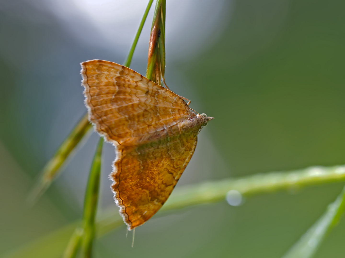 Ockergelber Blattspanner (Camptogramma bilineata)