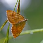 Ockergelber Blattspanner (Camptogramma bilineata)