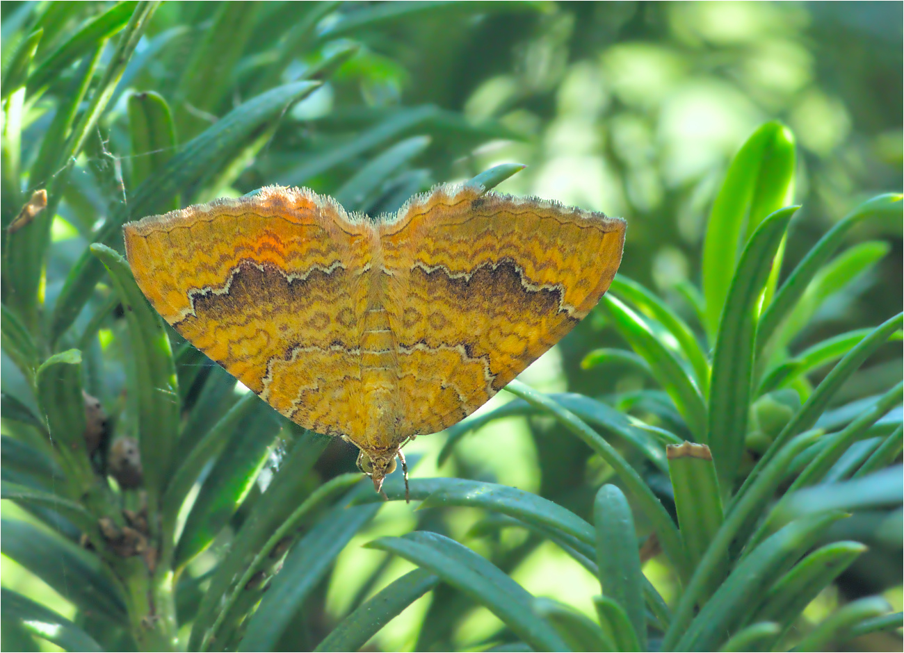 Ockergelber Blattspanner (Camptogramma bilineata)