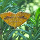 Ockergelber Blattspanner (Camptogramma bilineata)