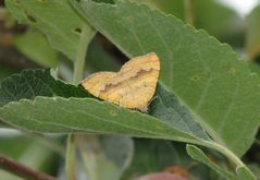 Ockergelber Blattspanner (Camptogramma bilineata)