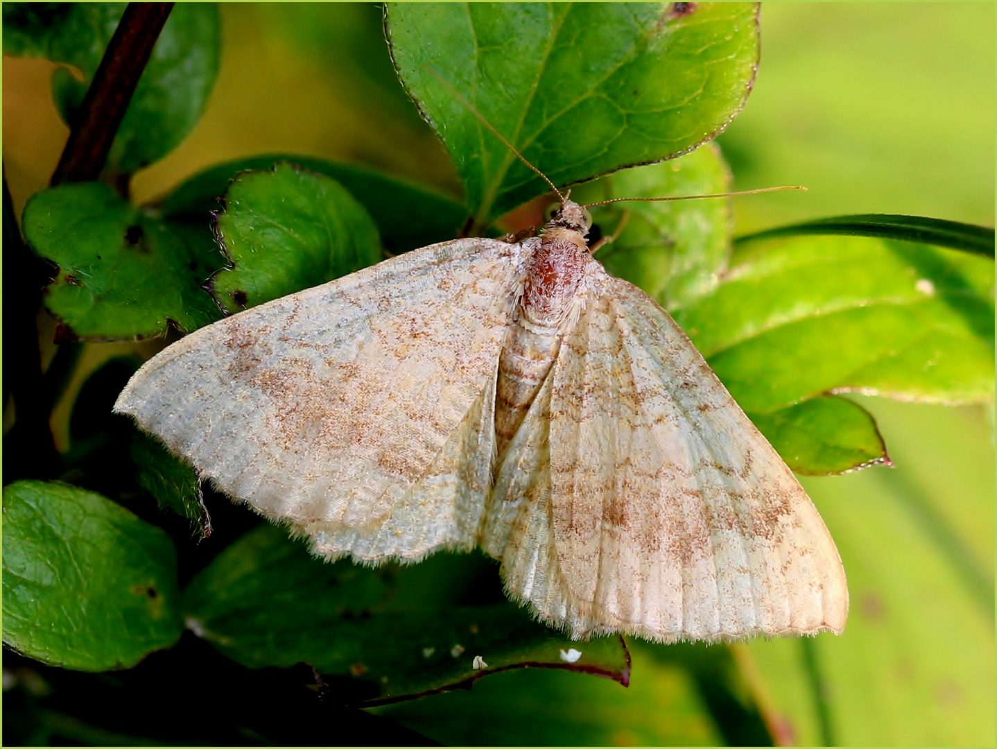 Ockergelber Blattspanner (Camptogramma bilineata). Foto & Bild tiere