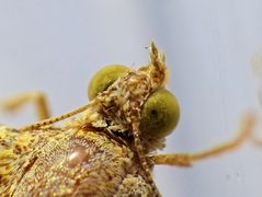 Ockergelber Blattspanner (Camptogramma bilineata) - Blick über die "Schulter"