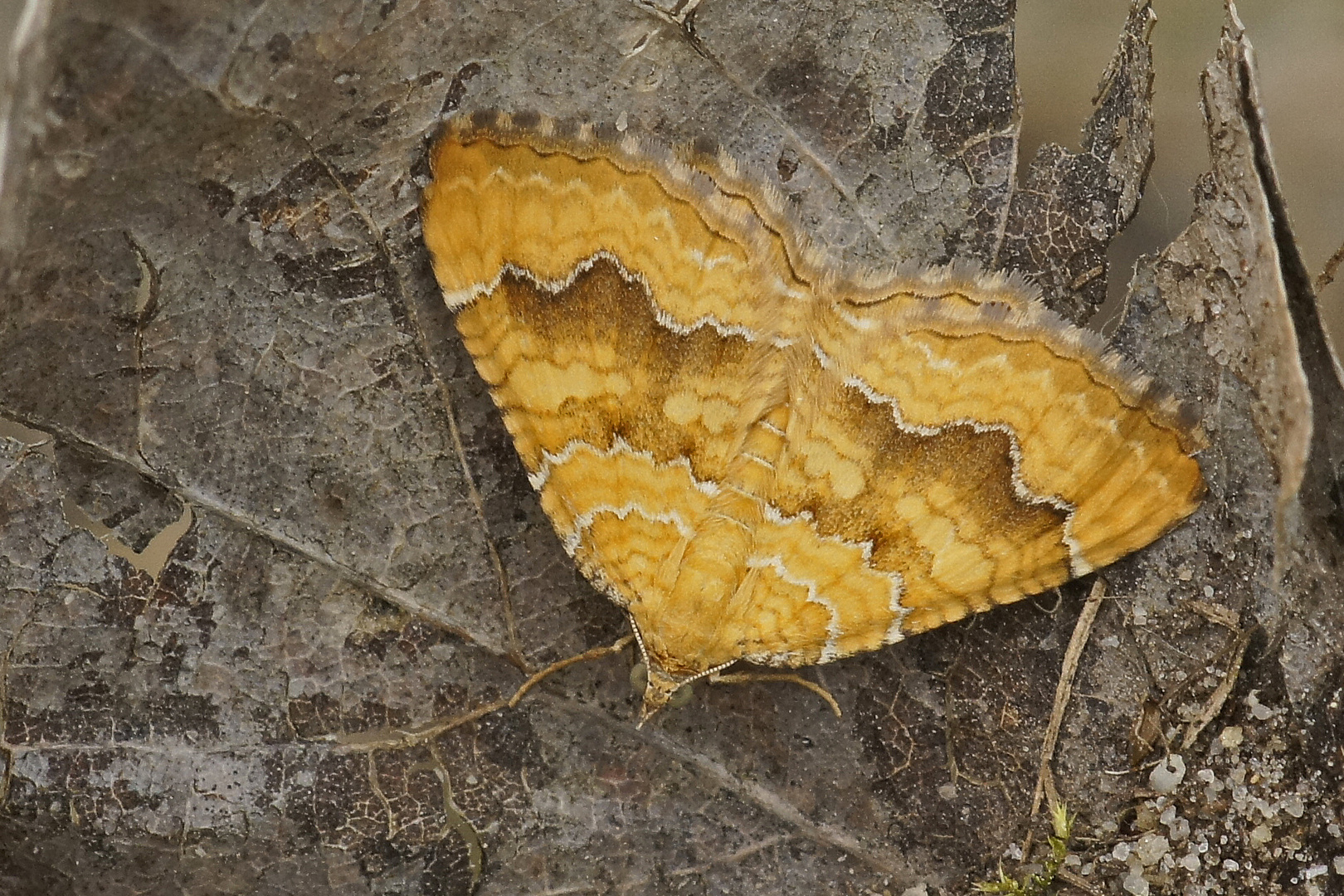 Ockergelber Blattspanner (Camptogramma bilineata)