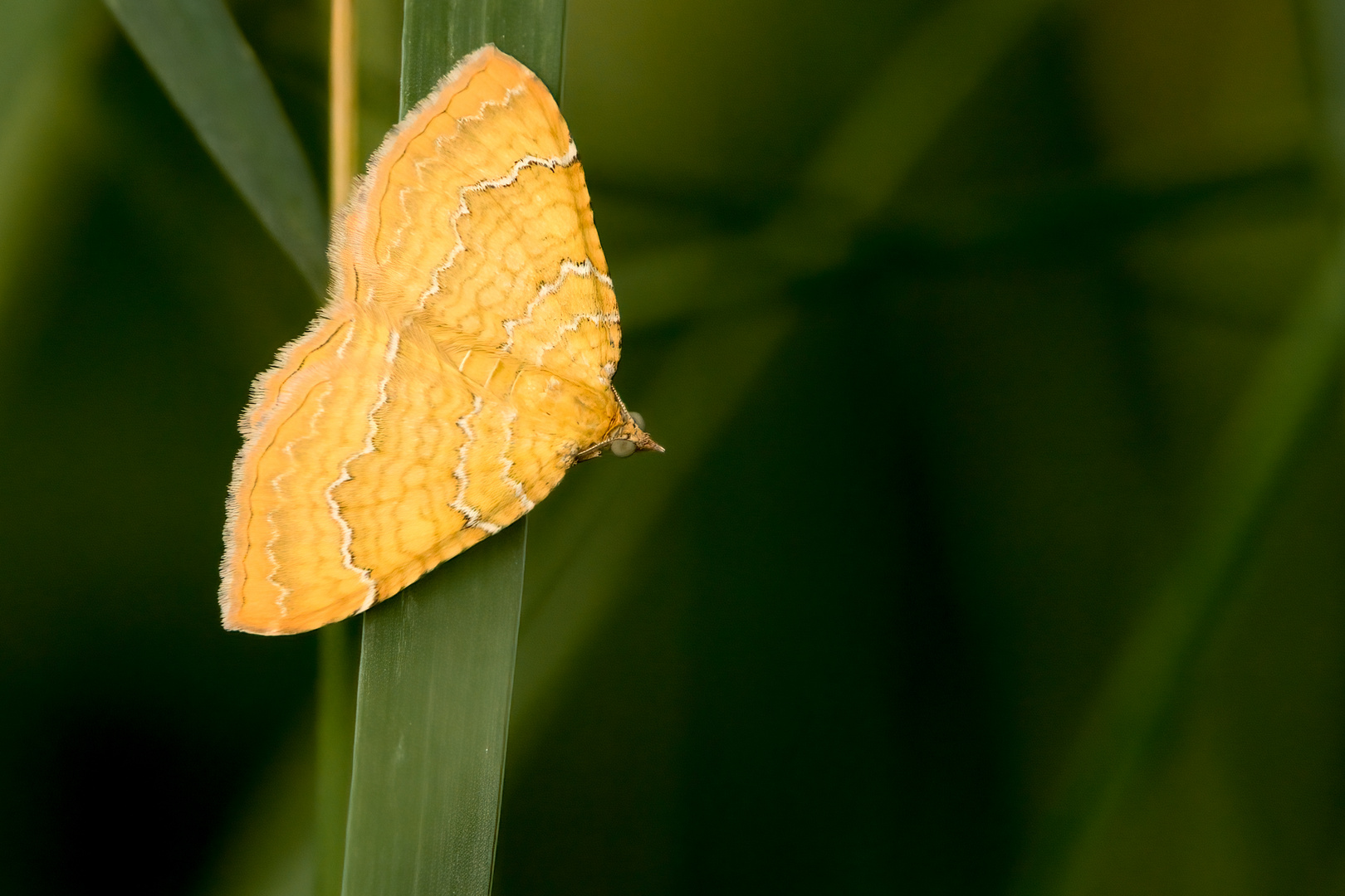 Ockergelber Blattspanner (Camptogramma bilineata)