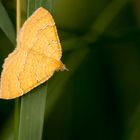 Ockergelber Blattspanner (Camptogramma bilineata)