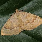 Ockergelber Blattspanner (Camptogramma bilineata)