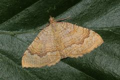 Ockergelber Blattspanner (Camptogramma bilineata)