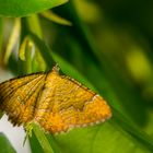 Ockergelber Blattspanner - Camptogramma bilineata