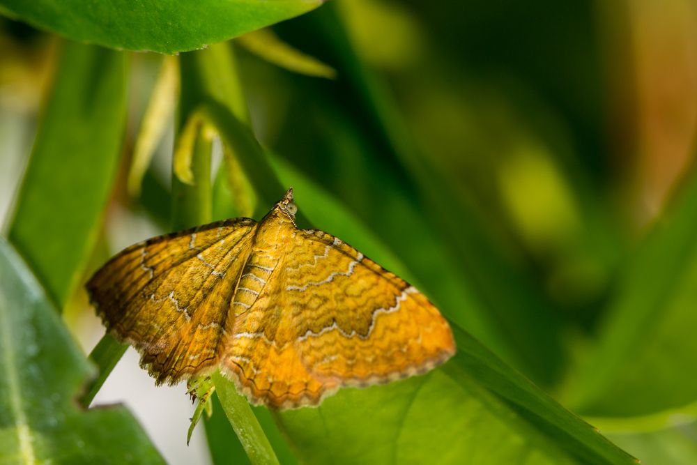 Ockergelber Blattspanner - Camptogramma bilineata