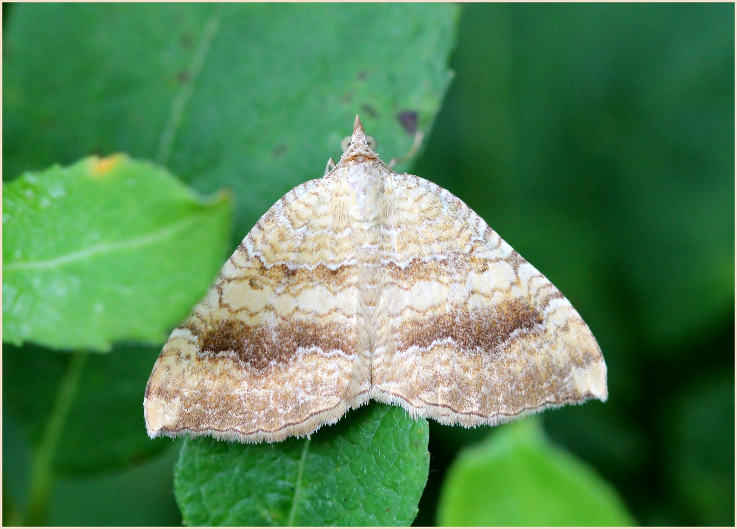 Ockergelber Blattspanner (Camptogramma bilineata)