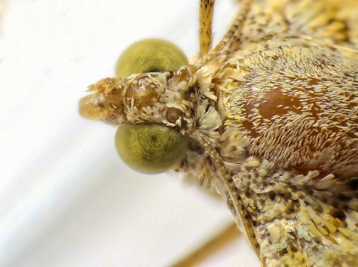 Ockergelber Blattspanner (Camptogramma bilineata) - grüne Augen