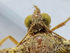 Ockergelber Blattspanner (Camptogramma bilineata) - Kopf von oben