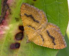 Ockergelber Blattspanner ( Camptogramma billineta )